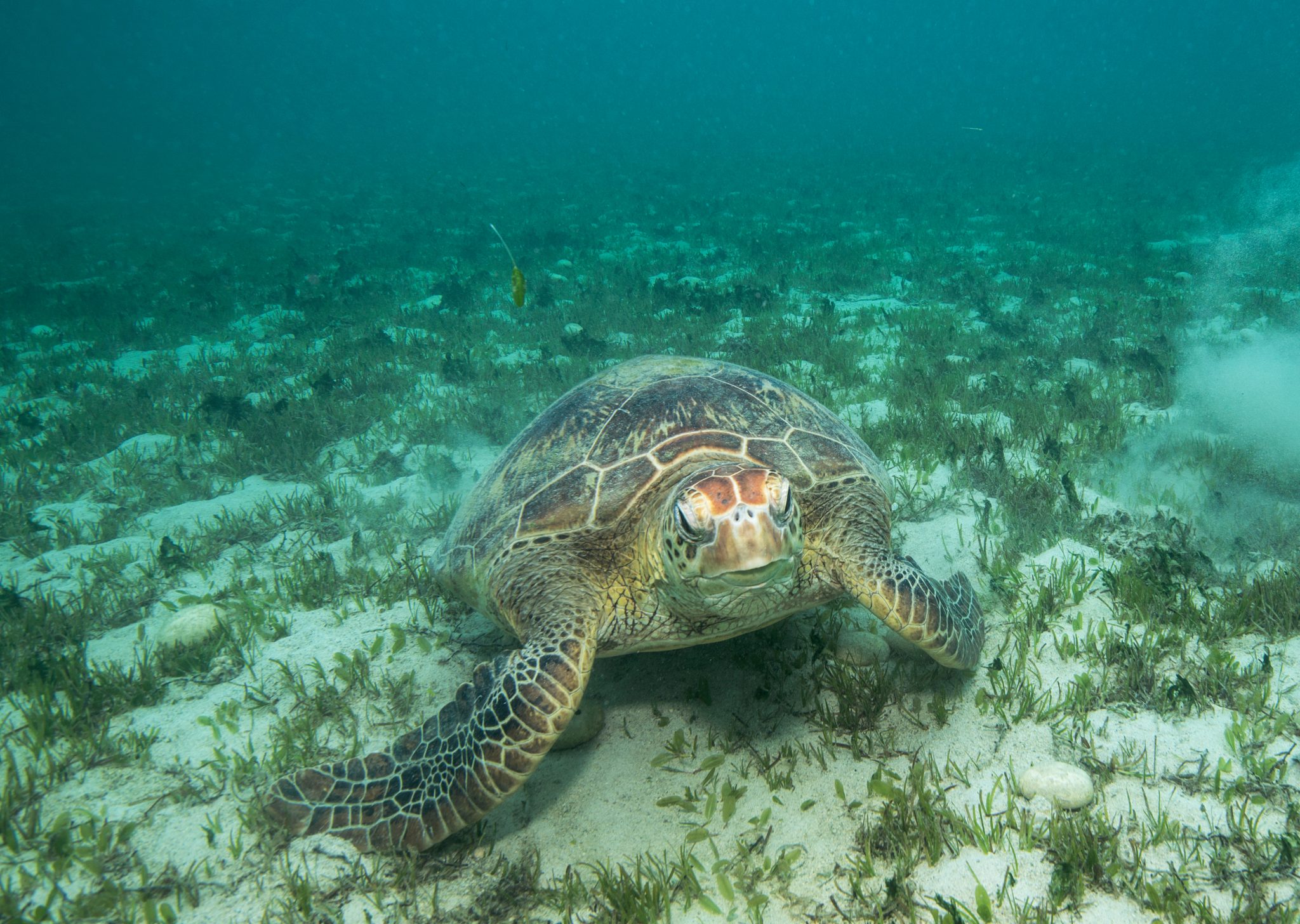 How Sea Turtles are important in the fight towards Climate Change - OMEF